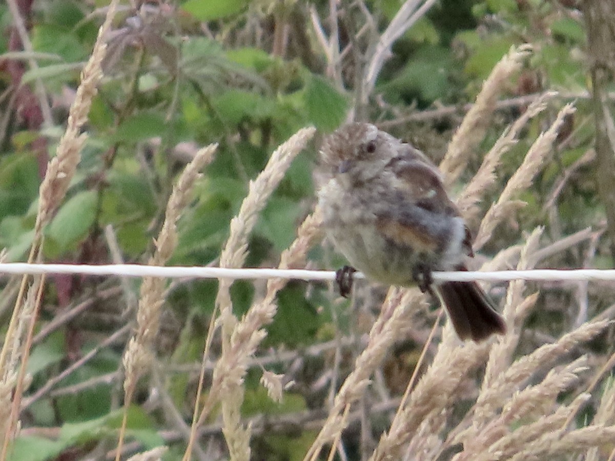 European Stonechat - ML621863825