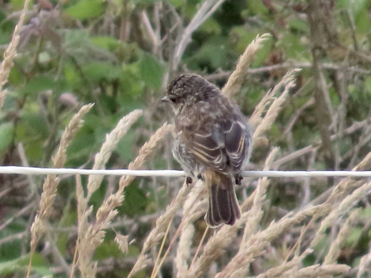 European Stonechat - ML621863827