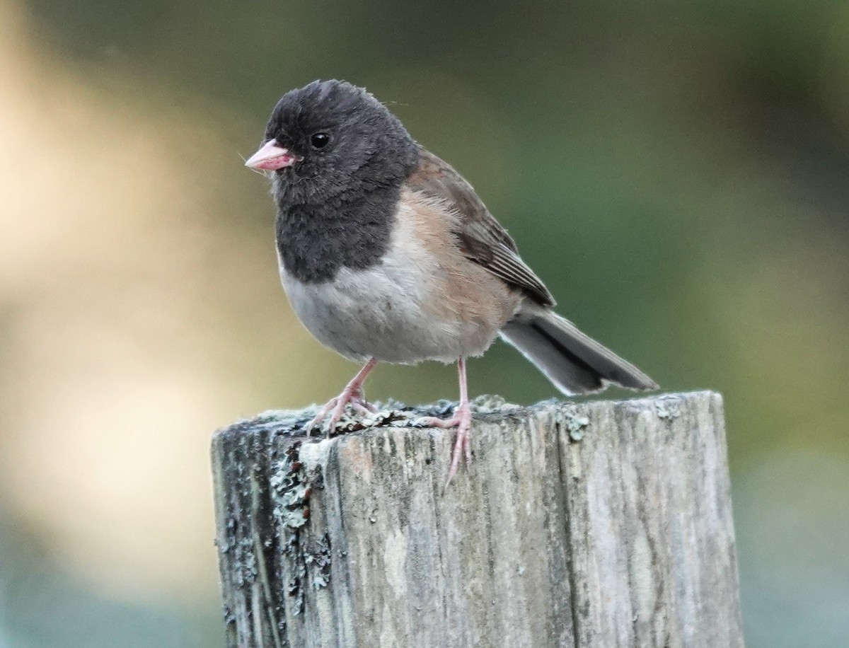 Dark-eyed Junco - ML621863836