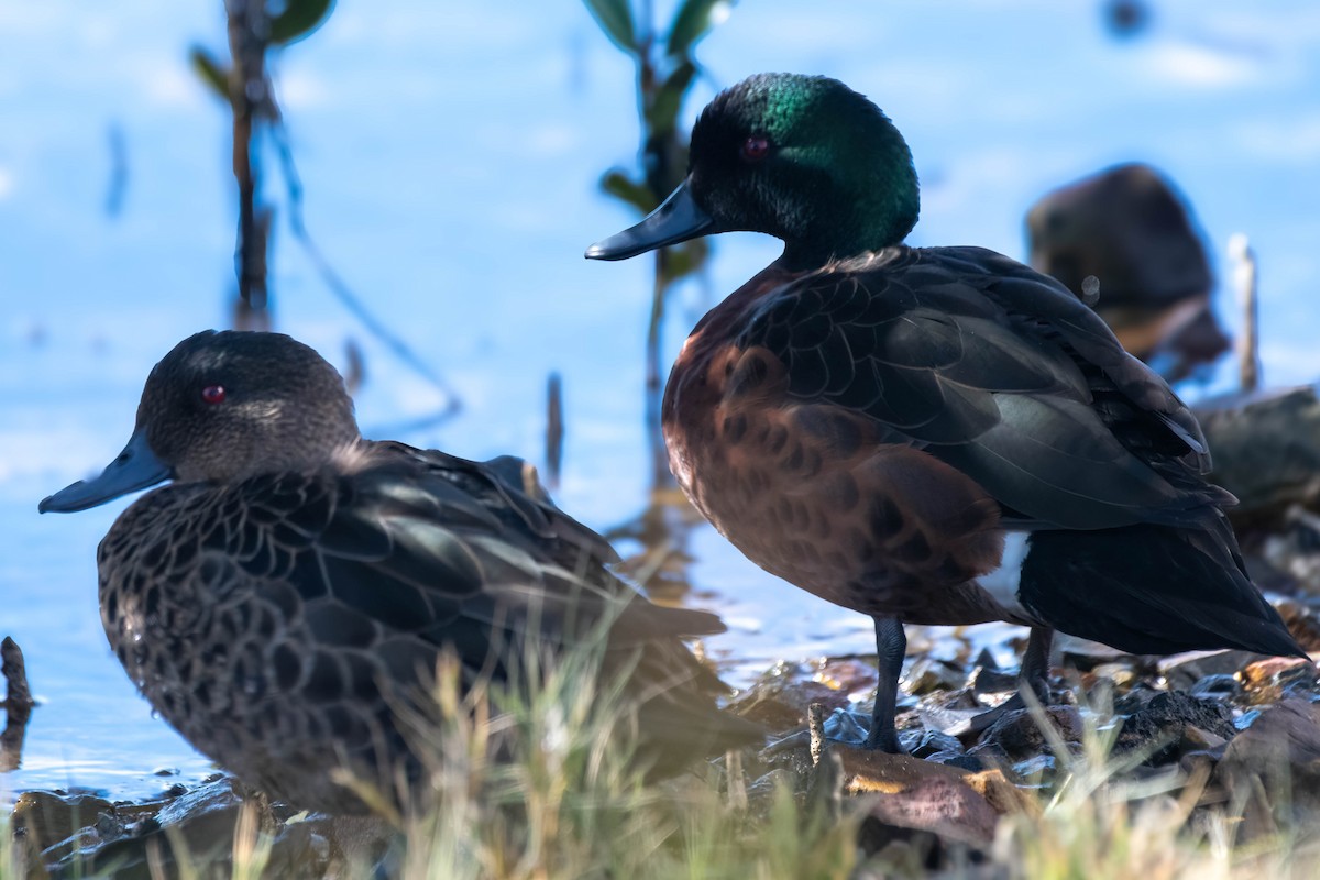 Chestnut Teal - ML621863852