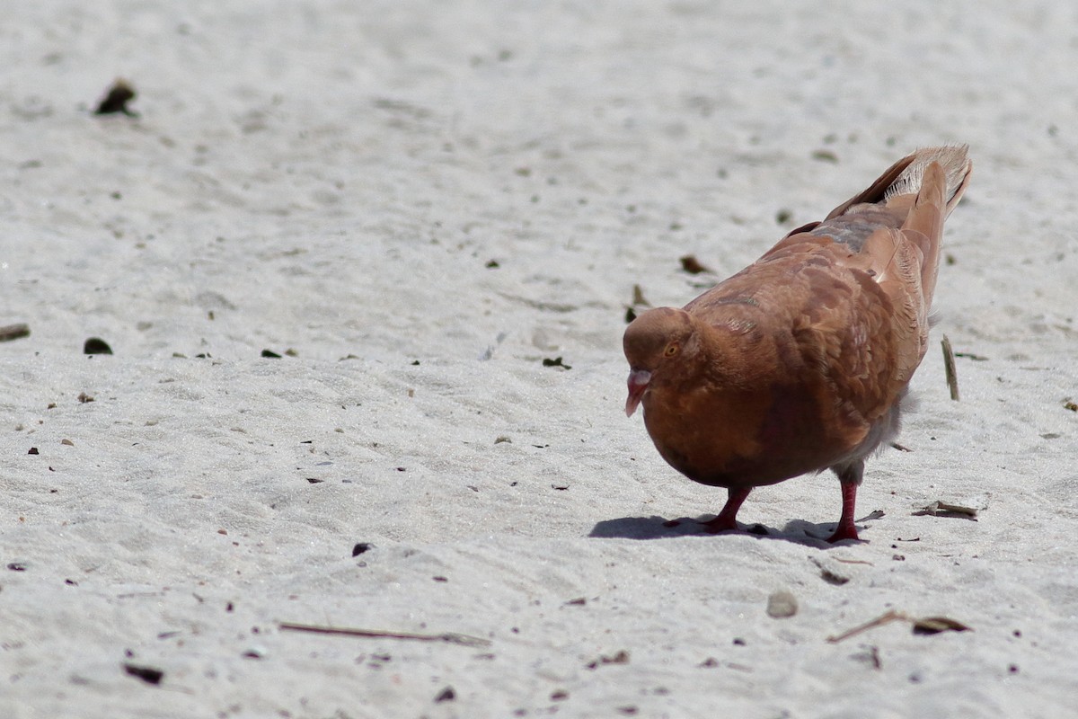 Rock Pigeon (Feral Pigeon) - ML621863854