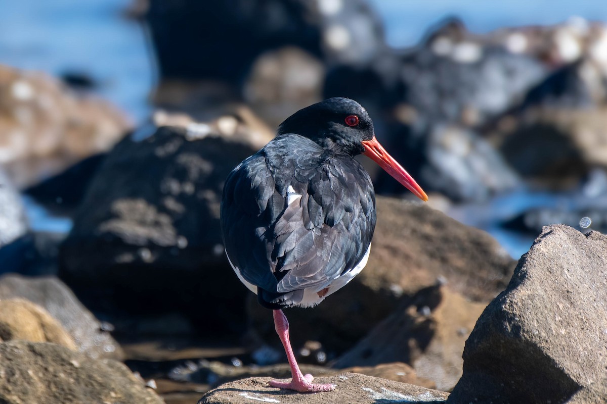 Pied Oystercatcher - ML621863857