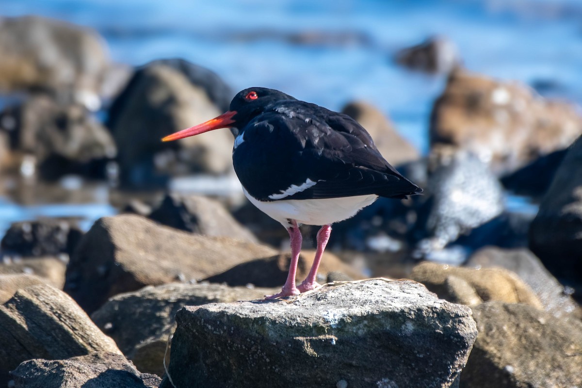 Pied Oystercatcher - ML621863862