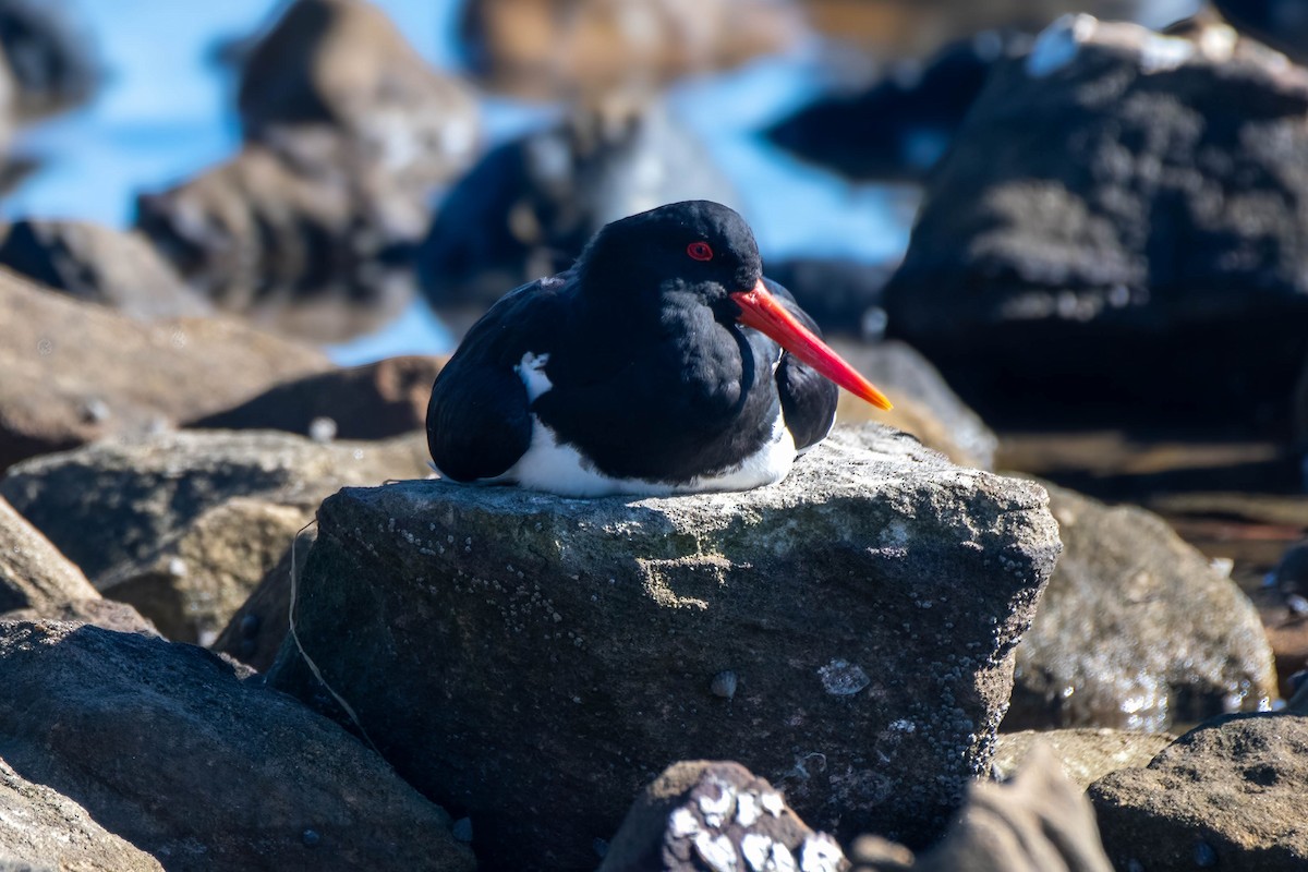 Pied Oystercatcher - ML621863863