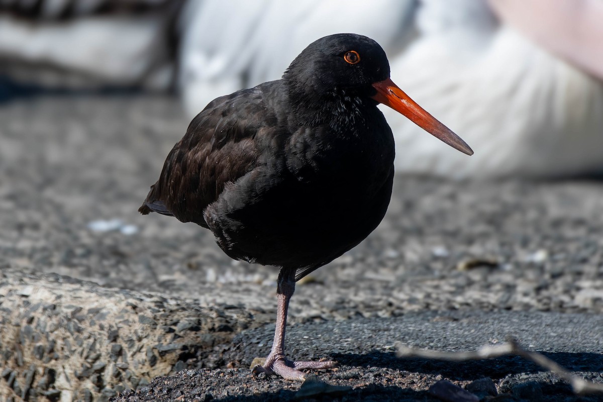 Sooty Oystercatcher - ML621863866