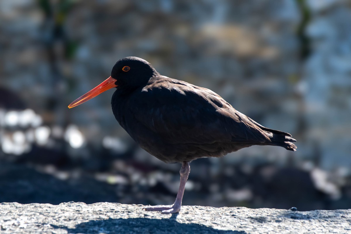 Sooty Oystercatcher - Gordon Arthur