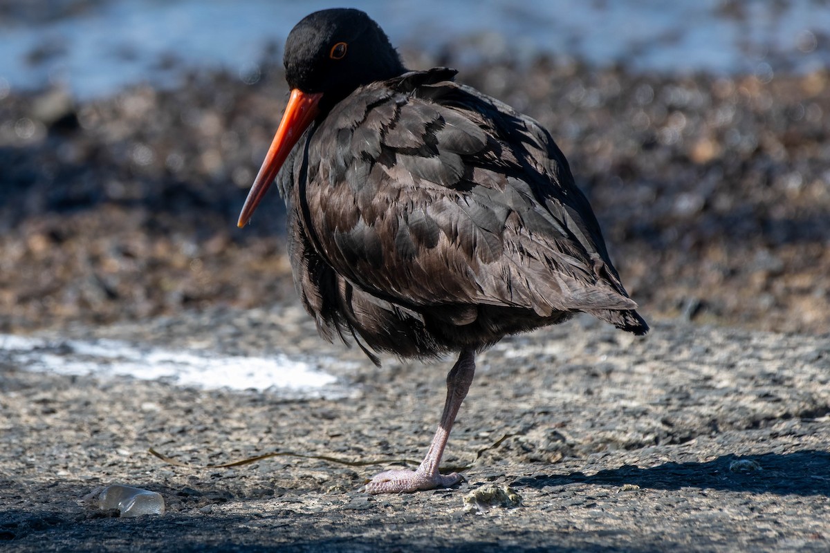 Sooty Oystercatcher - ML621863868