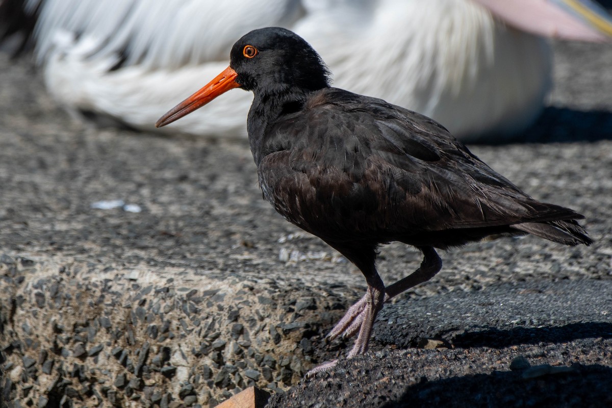 Sooty Oystercatcher - ML621863869