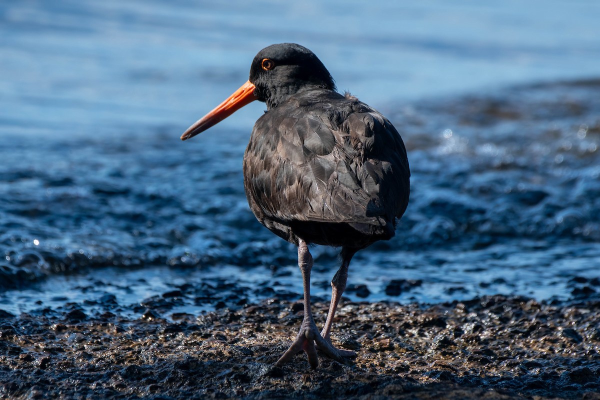 Sooty Oystercatcher - ML621863870