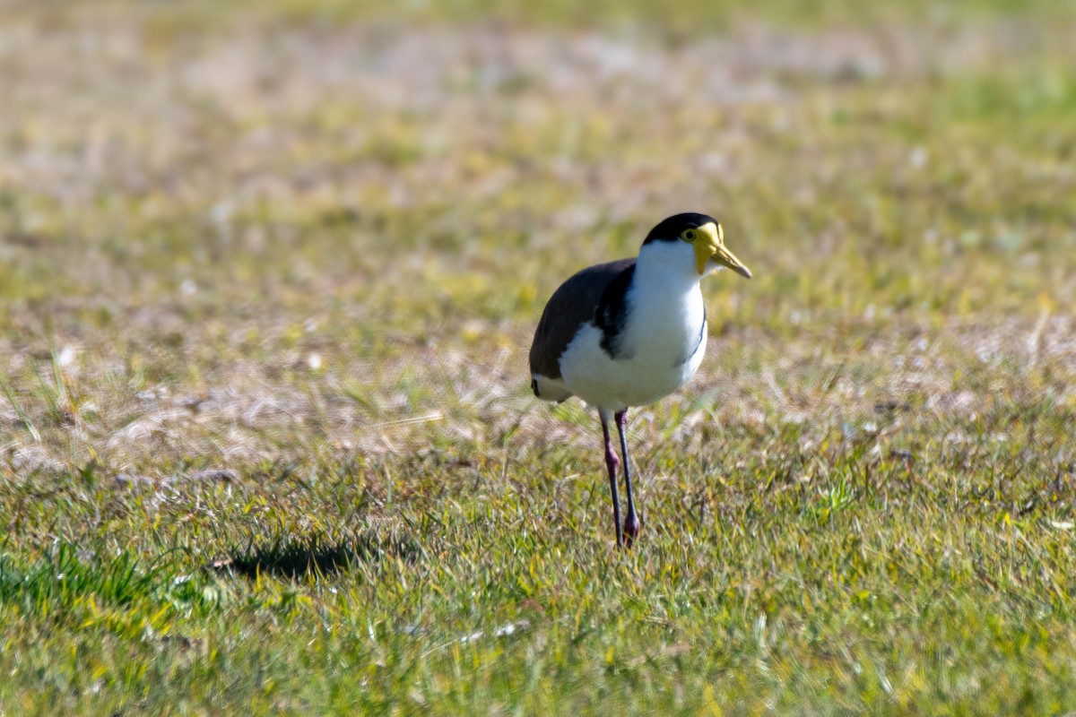 Masked Lapwing - ML621863873