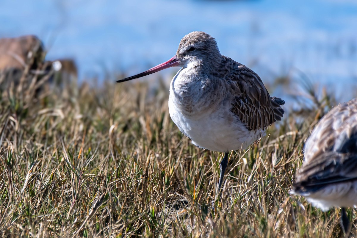 Bar-tailed Godwit - Gordon Arthur