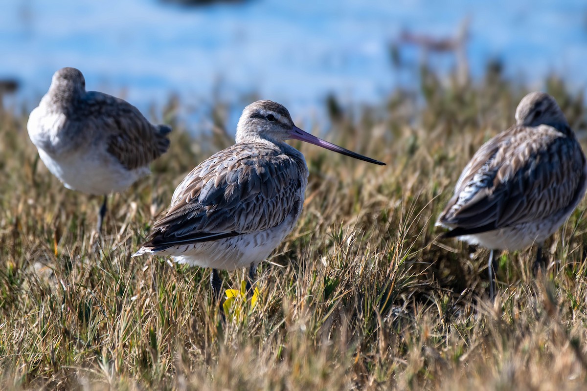 Bar-tailed Godwit - ML621863875