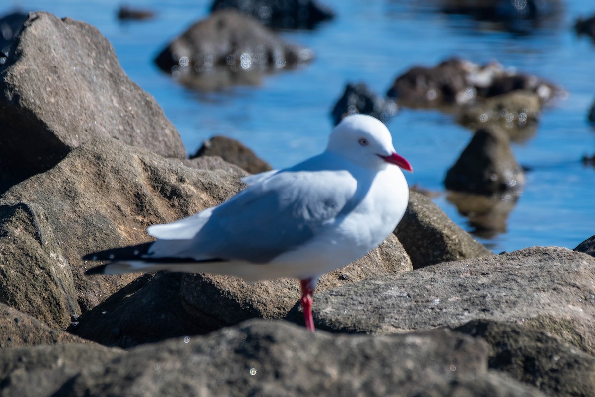 Silver Gull - ML621863893