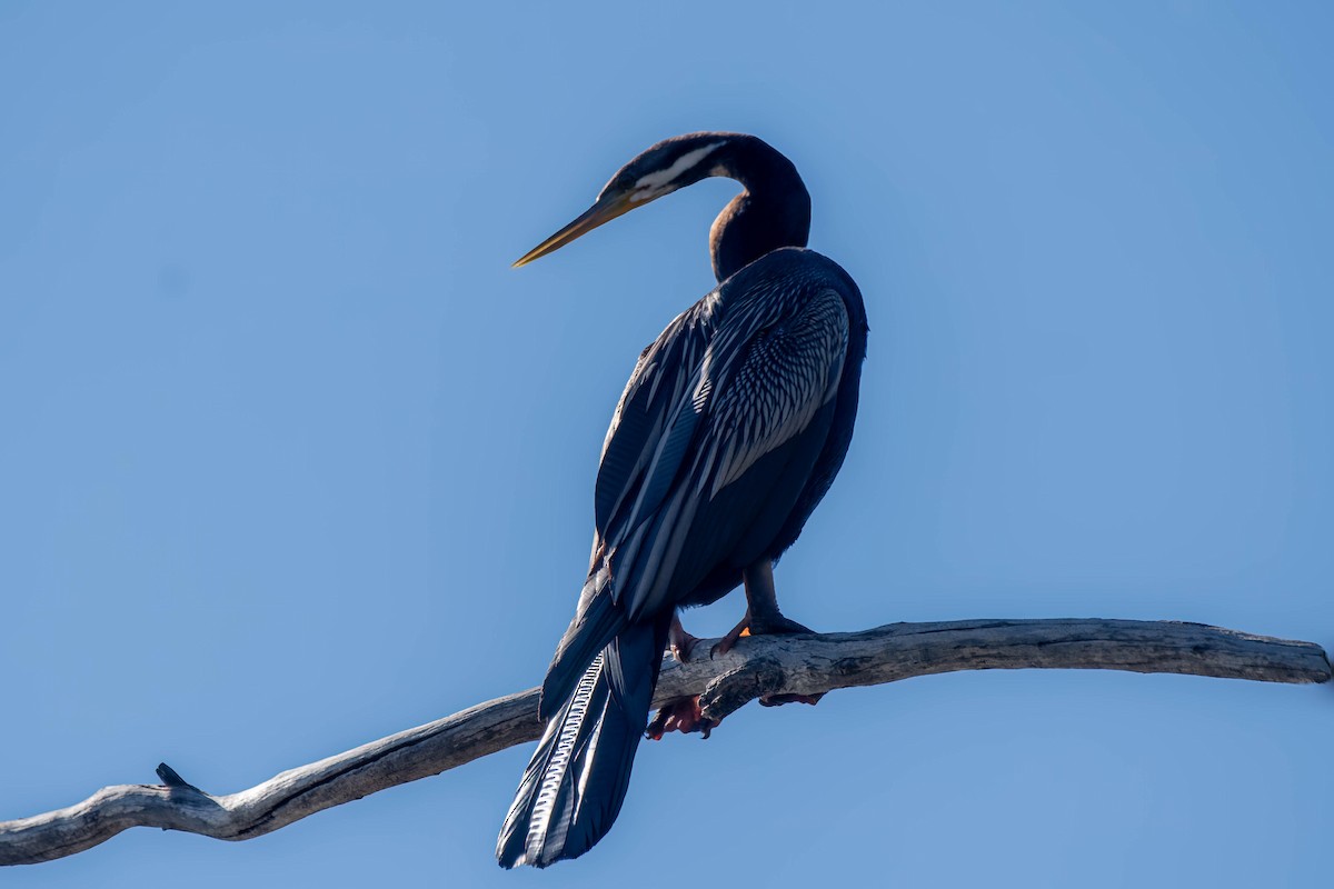 Australasian Darter - ML621863898