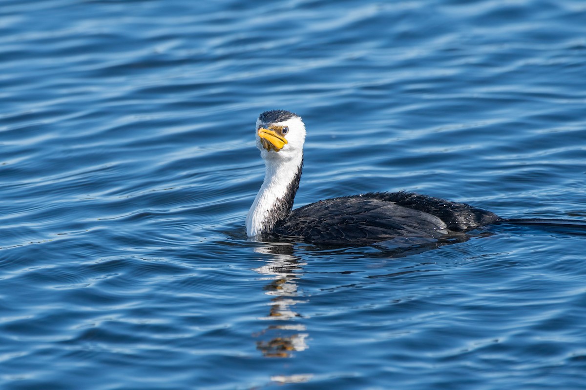 Little Pied Cormorant - ML621863904