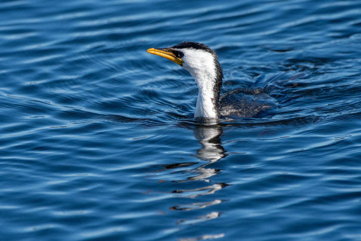 Little Pied Cormorant - ML621863905