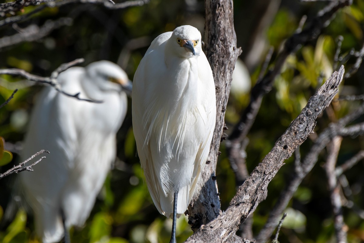 Little Egret - ML621863913