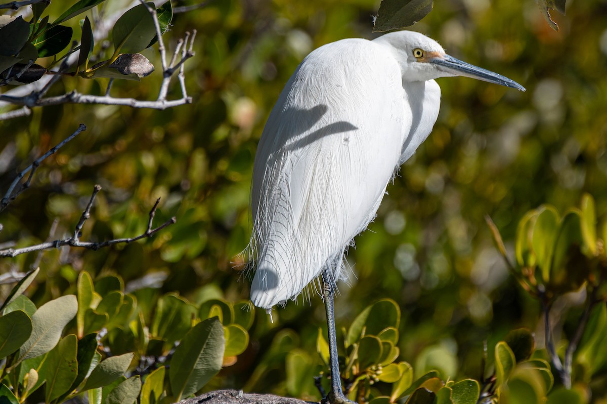 Little Egret - ML621863914