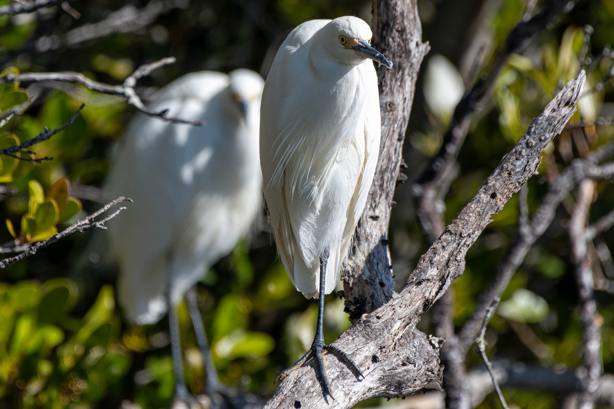 Little Egret - ML621863915