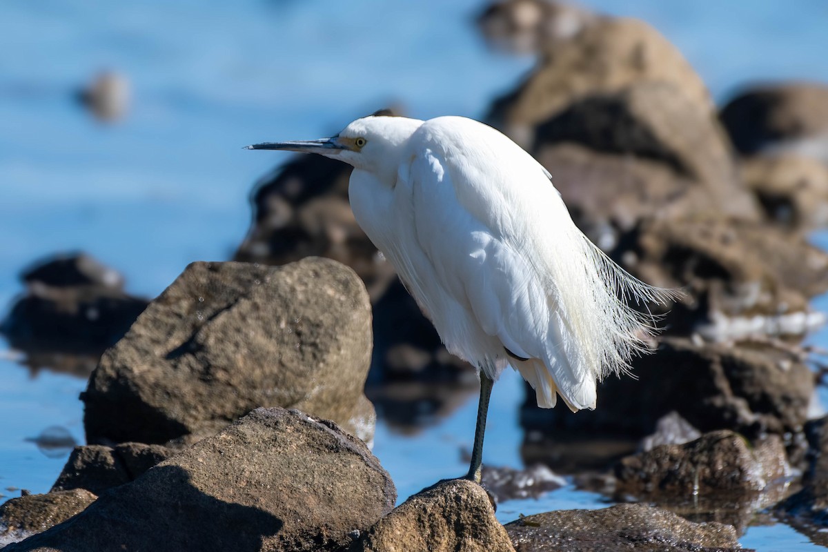 Little Egret - ML621863921