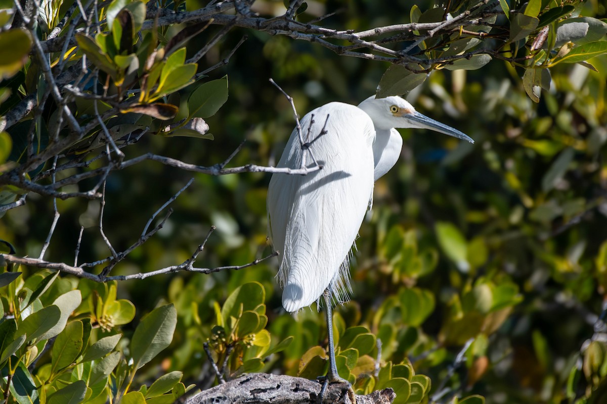 Little Egret - ML621863922