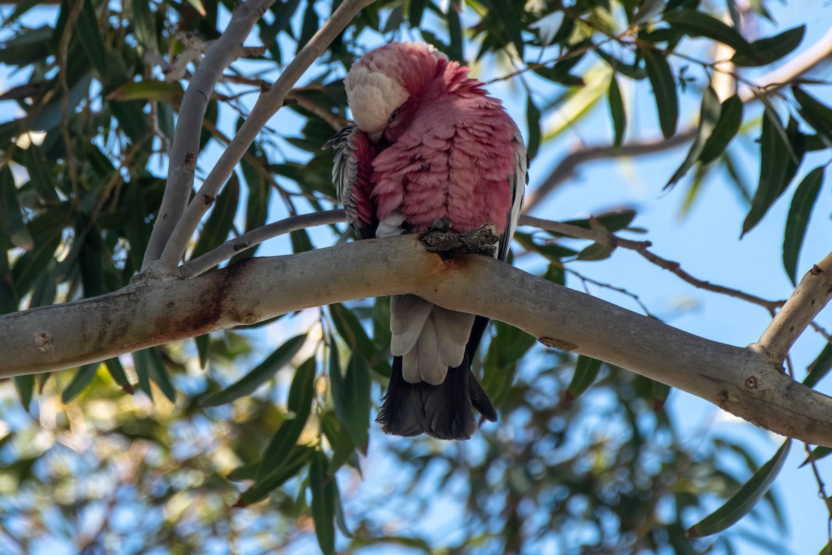 Galah - ML621863928