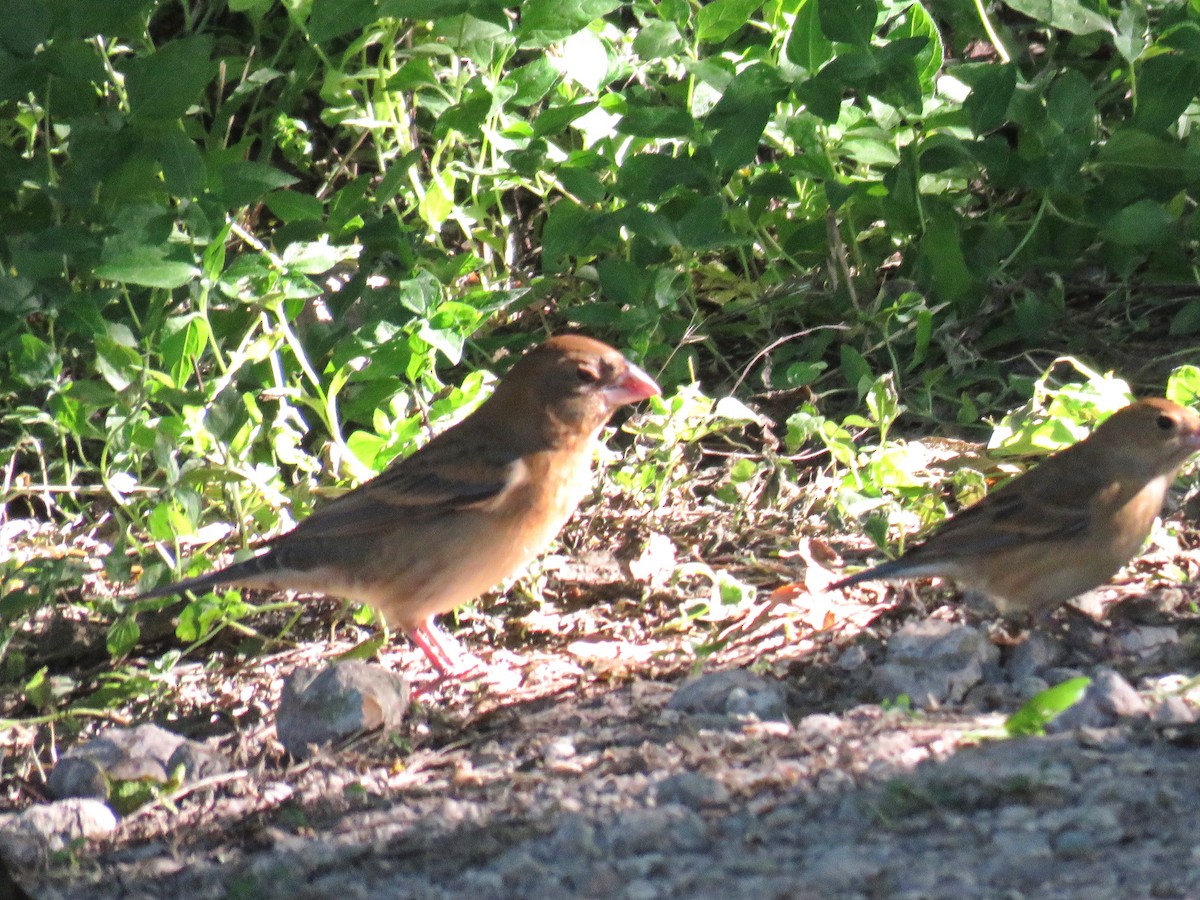 Blue Grosbeak - ML621863929