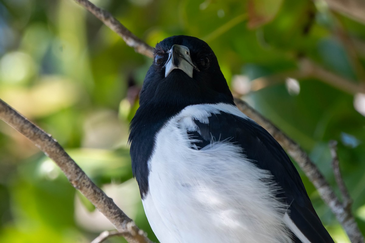 Pied Butcherbird - Gordon Arthur