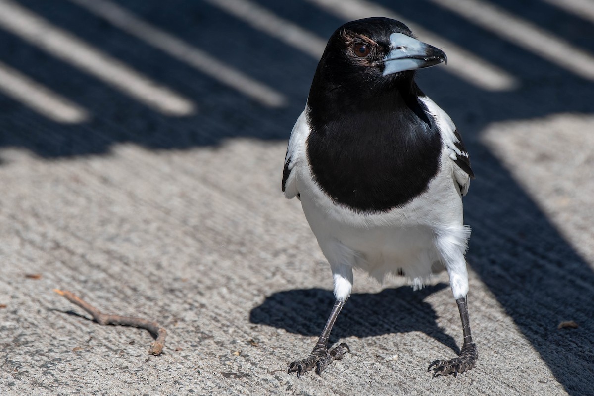 Pied Butcherbird - ML621863932