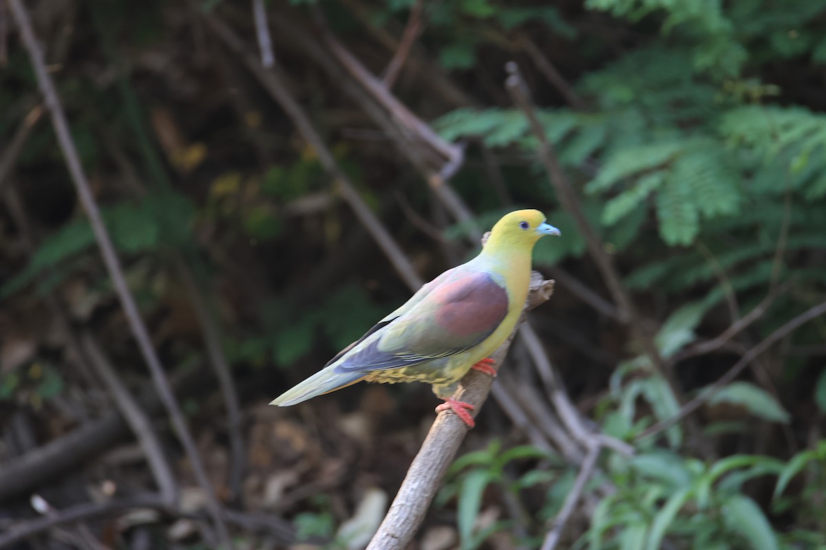 Wedge-tailed Green-Pigeon - ML621863937