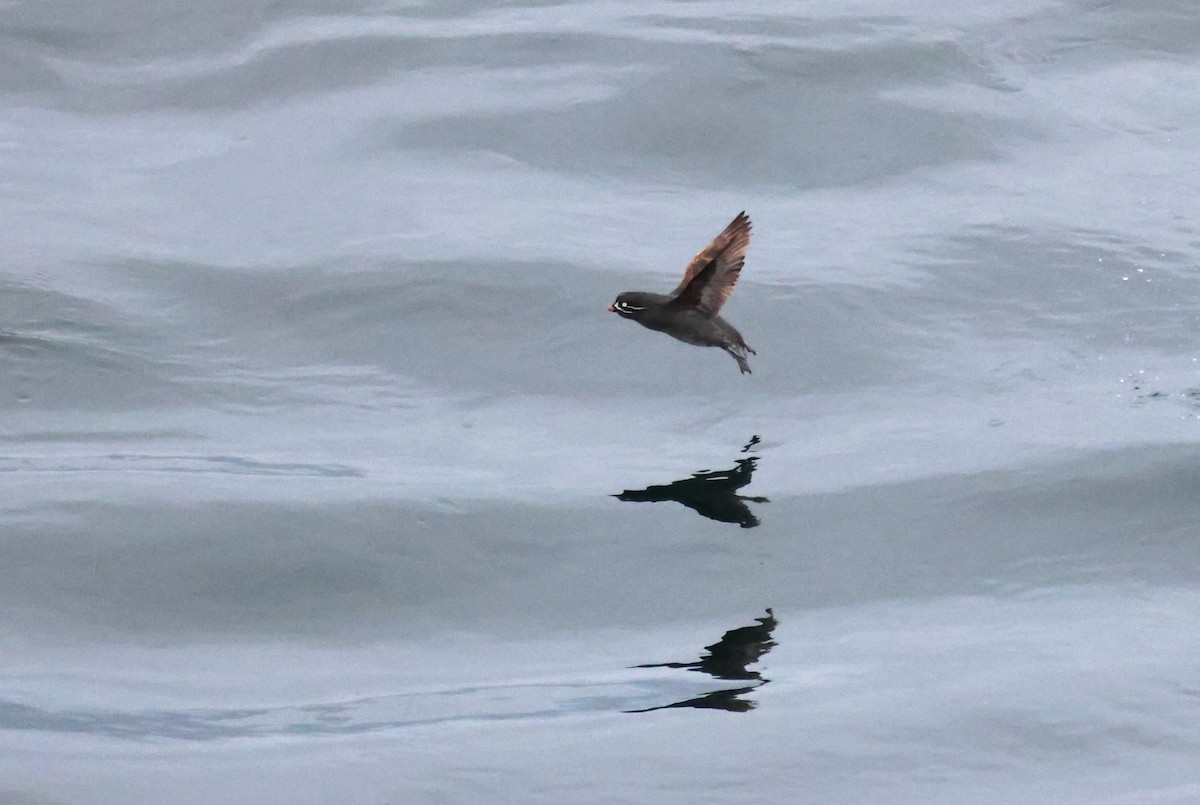 Whiskered Auklet - ML621863977