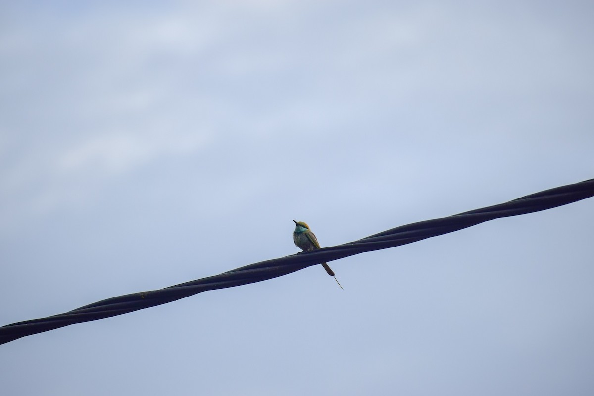 Asian Green Bee-eater - ML621863984