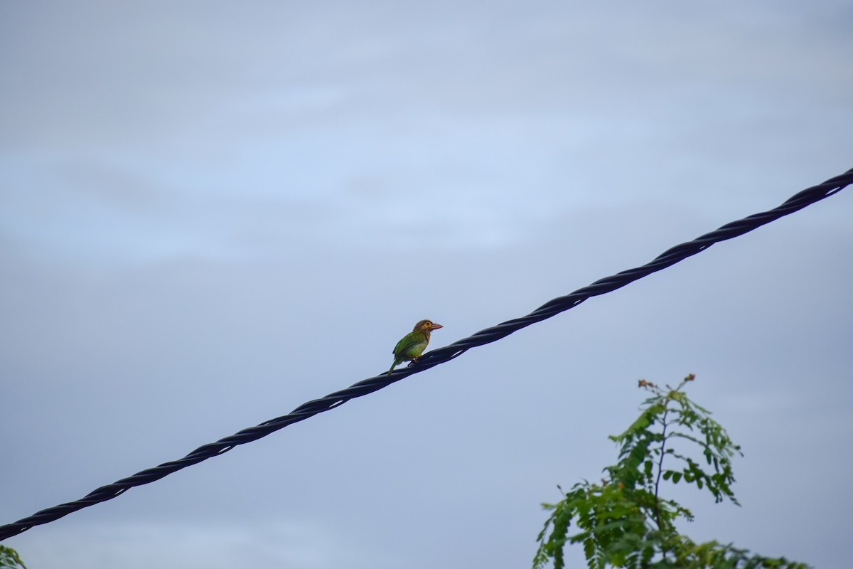 Brown-headed Barbet - ML621863988