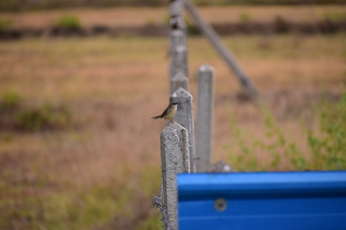 prinia sp. - ML621863989
