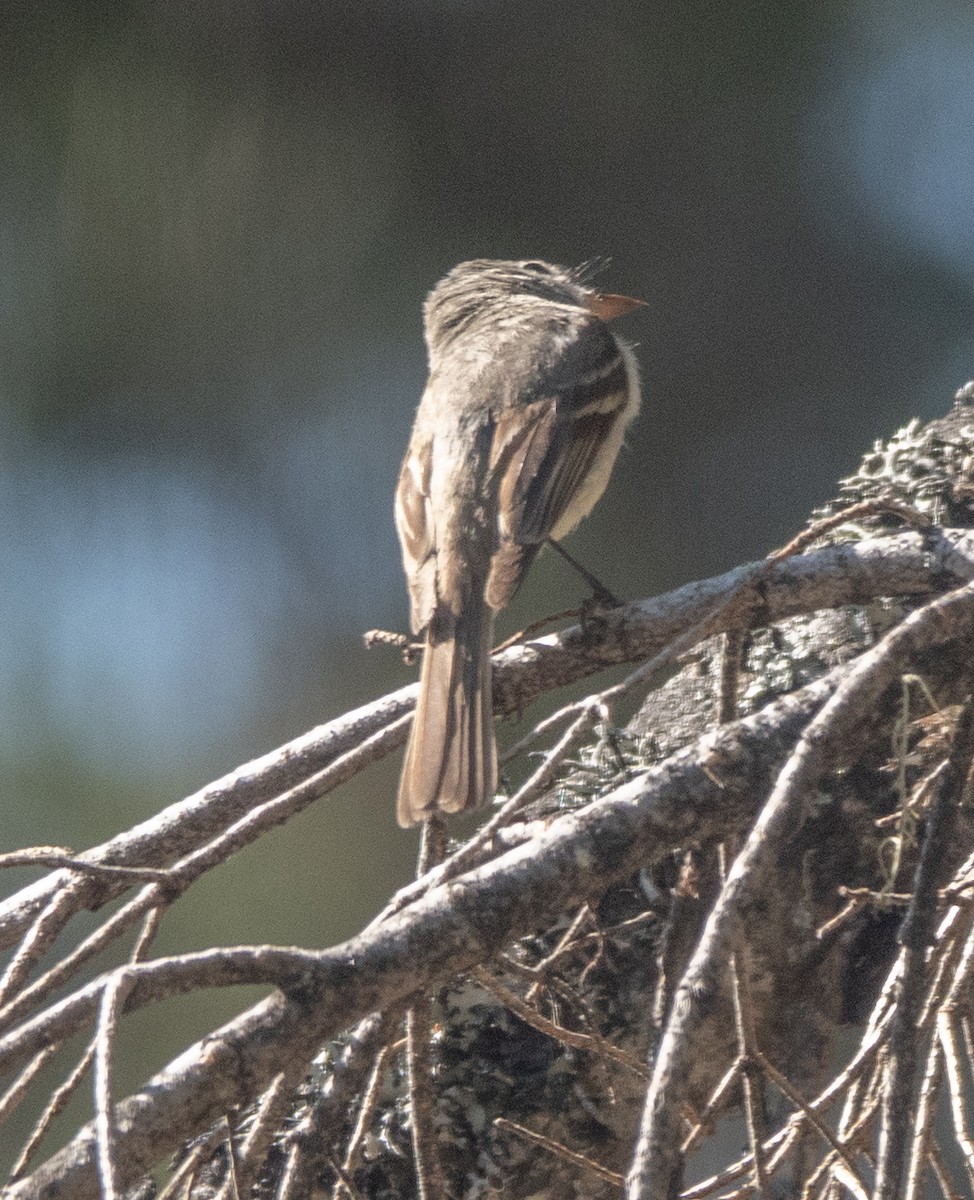 Dusky Flycatcher - ML621863996