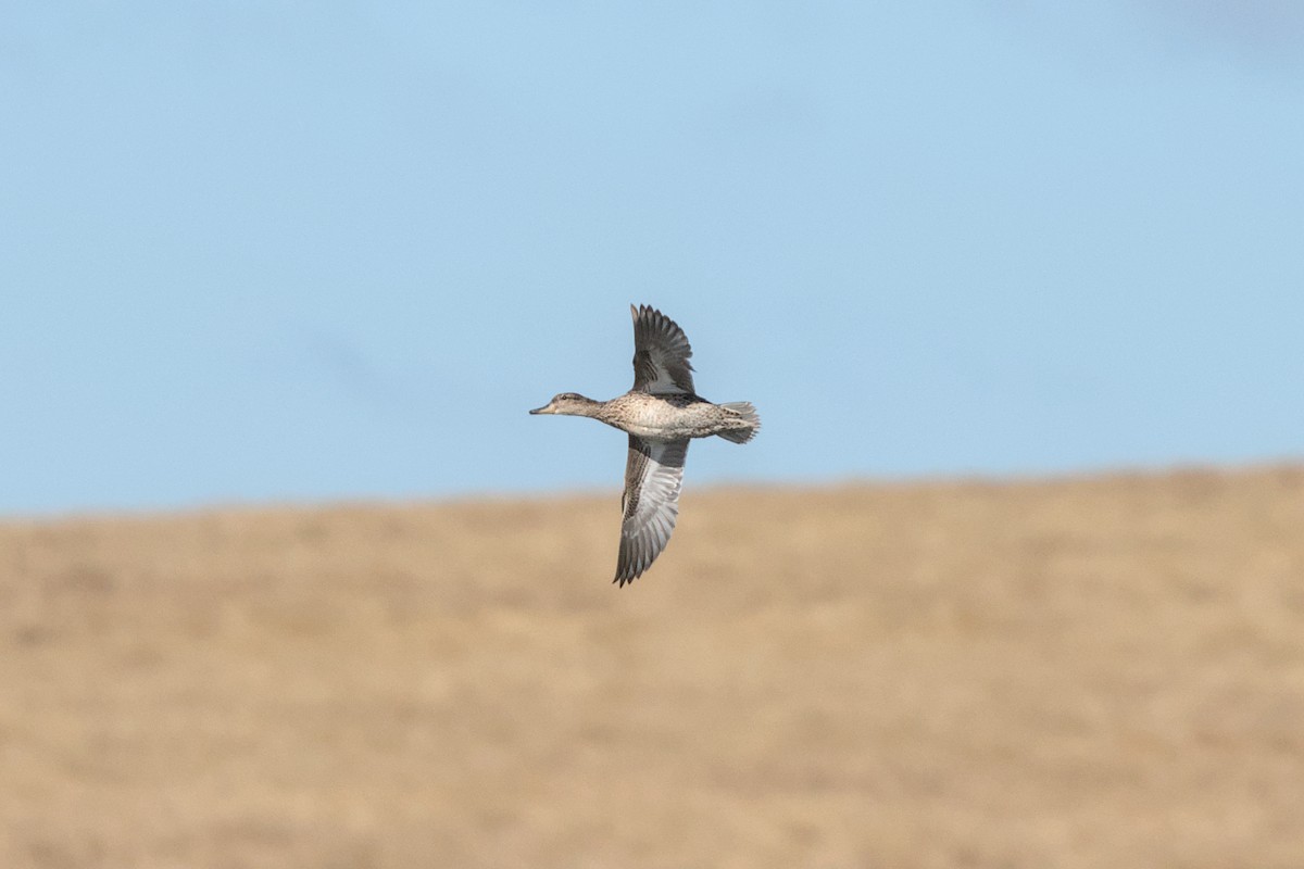 Green-winged Teal - ML621863997