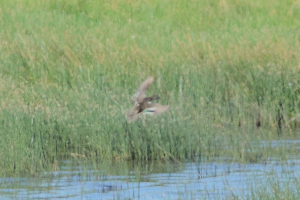 Green-winged Teal - ML621863998