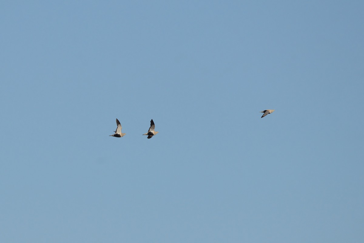 Black-bellied Sandgrouse - ML621864001