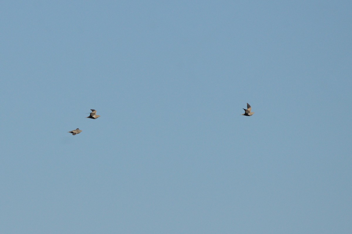 Black-bellied Sandgrouse - ML621864002