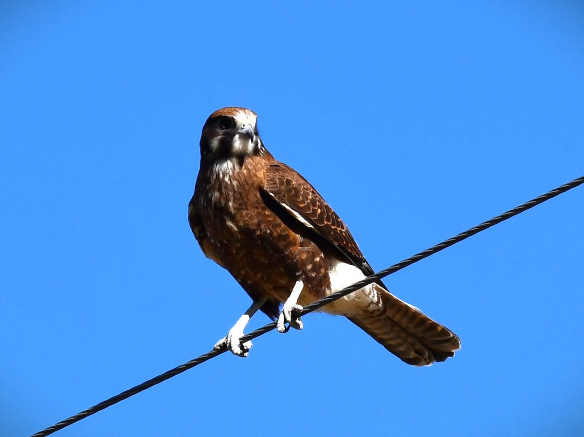 Brown Falcon - ML621864012