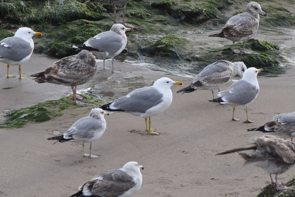 California Gull - ML621864075