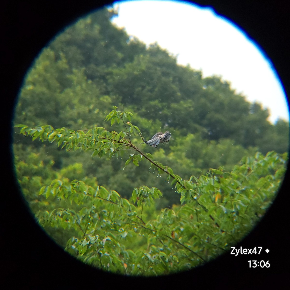 Azure-winged Magpie - ML621864123