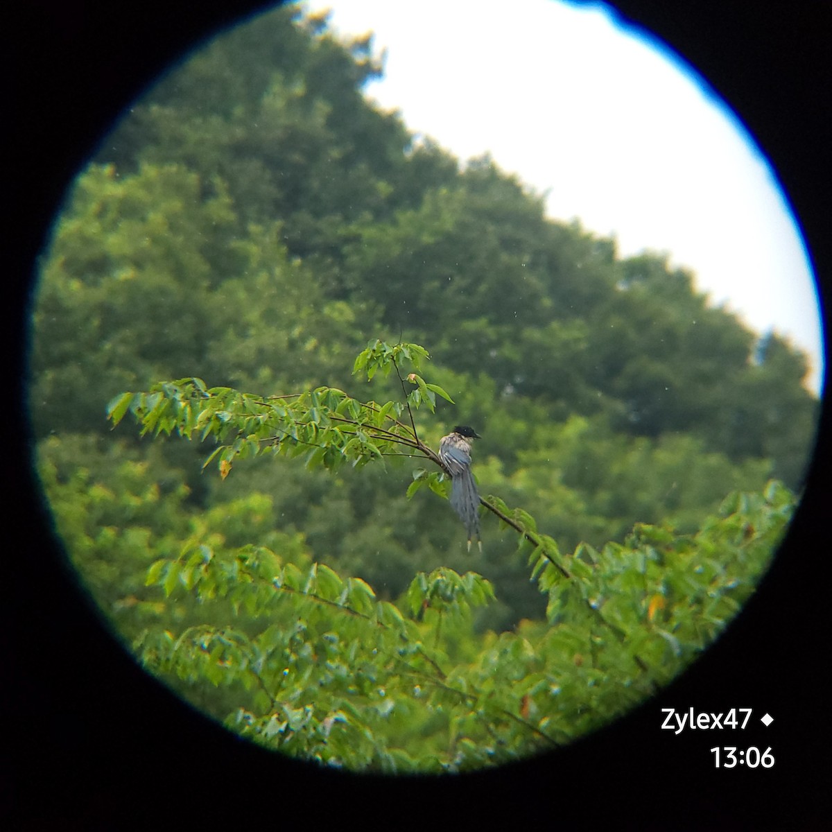 Azure-winged Magpie - ML621864124