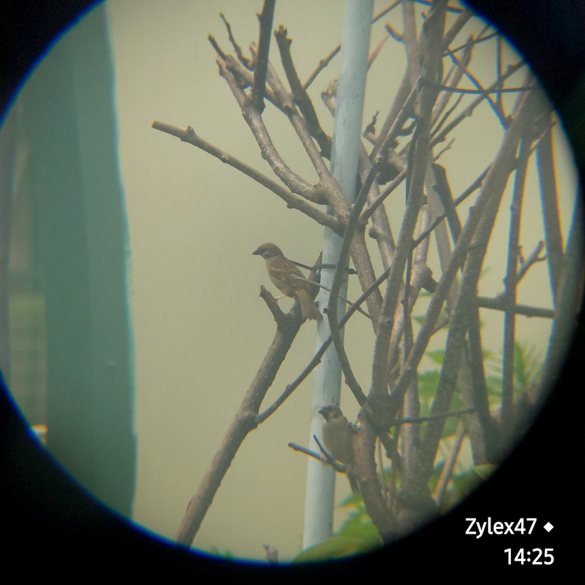 Eurasian Tree Sparrow - ML621864138