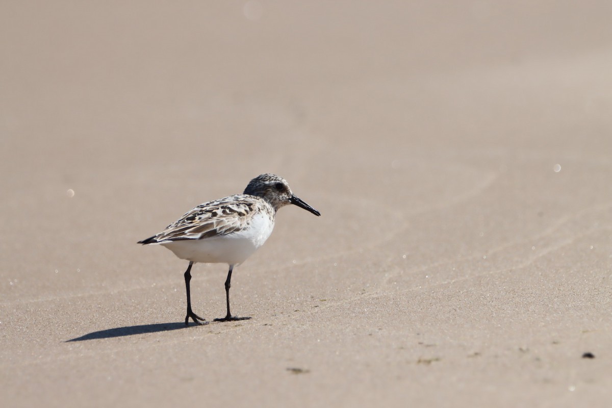 Sanderling - ML621864171