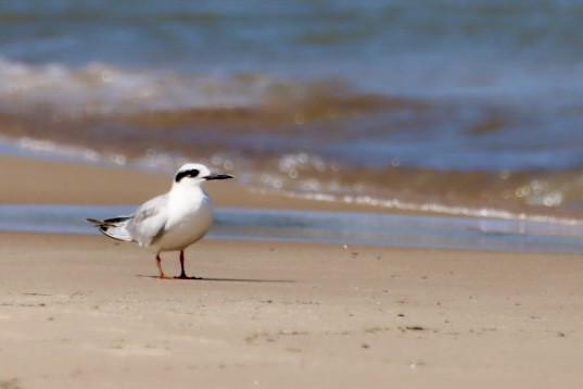 Forster's Tern - ML621864184