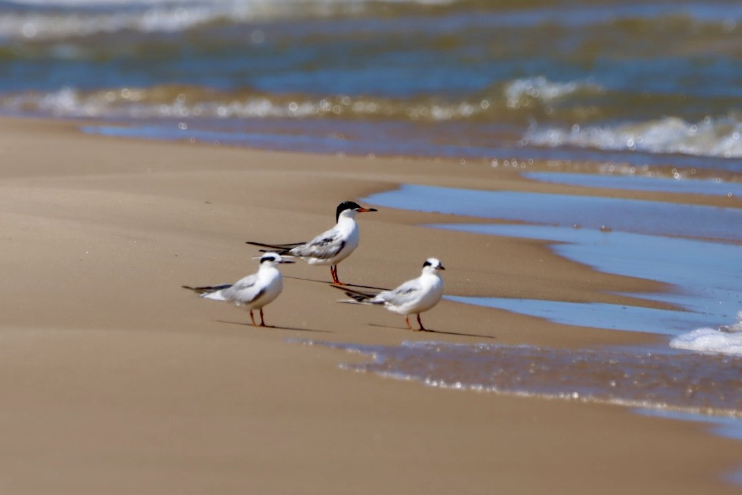 Forster's Tern - ML621864186