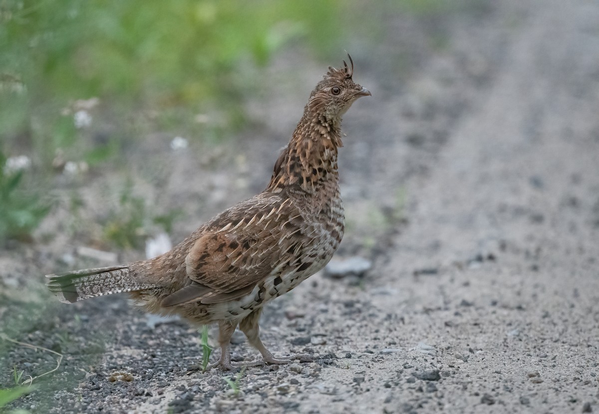 Ruffed Grouse - ML621864199