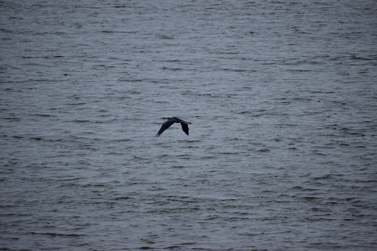 Oriental Darter - ML621864214