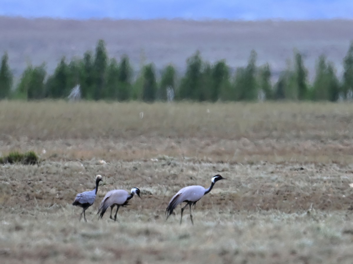 Demoiselle Crane - ML621864251